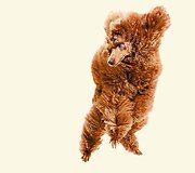 Fotografės Julia Christe knygos &bdquo;Dogs&ldquo; skraidančio &scaron;uns portretas