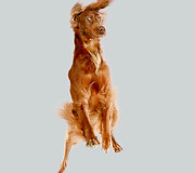 Fotografės Julia Christe knygos &bdquo;Dogs&ldquo; skraidančio &scaron;uns portretas
