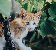 Svajinga fotografo kelionė per Vokietiją, &Scaron;veicariją ir Kroatiją