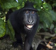 Besi&scaron;ypsančios makakos Tangkoko nacionaliniame parke Indonezijoje