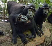 Besi&scaron;ypsančios makakos Tangkoko nacionaliniame parke Indonezijoje