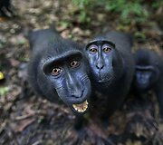 Besi&scaron;ypsančios makakos Tangkoko nacionaliniame parke Indonezijoje