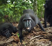 Besi&scaron;ypsančios makakos Tangkoko nacionaliniame parke Indonezijoje