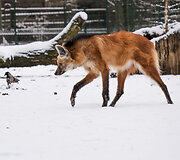 Žiema Lietuvos zoologijos sode