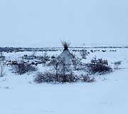 Nencai &ndash; &scaron;iaurės elnių augintojai i&scaron; Sibiro