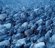 Nencai &ndash; &scaron;iaurės elnių augintojai i&scaron; Sibiro