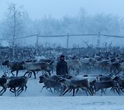 Nencai &ndash; &scaron;iaurės elnių augintojai i&scaron; Sibiro