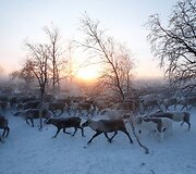 Nencai &ndash; &scaron;iaurės elnių augintojai i&scaron; Sibiro