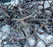 Nencai &ndash; &scaron;iaurės elnių augintojai i&scaron; Sibiro