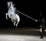 Ispanijos jojimo mokyklos raitelis treniruoja savo žirgą