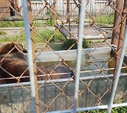 Klaipedos zoologijos sodas, me&scaron;kos laikymo sąlygos