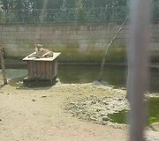 Klaipėdos zoologijos sodas, vilkų laikymo sąlygos