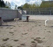 Klaipėdos zoologijos sodas, vilkų laikymo sąlygos