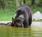 I&scaron;vežtų me&scaron;ku gyvenimo sąlygos rezervate