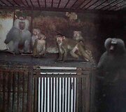 Lietuvos zoologijos sodas, primatų vidaus voljerai