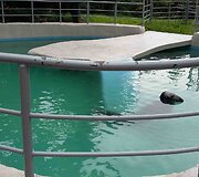 Lietuvos zoologijos sodas, ruonio laikymo sąlygos