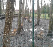 Vilkų laikymo sąlygos &bdquo;Gamtos perle&ldquo;