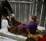 Naujų metų pradžios me&scaron;kų &scaron;okis Rumunijoje