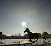 Tradicinės žirgų traukiamų vežimų lenktynės Zakopanėje