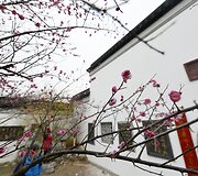 Kinijoje pražydo slyvos