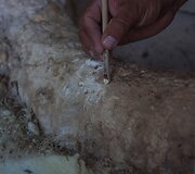 Paleontologai Meksikoje valo prie&scaron; metus rastus mamuto griaučius