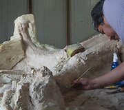 Paleontologai Meksikoje valo prie&scaron; metus rastus mamuto griaučius