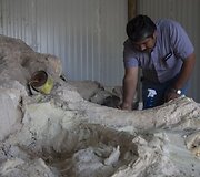 Paleontologai Meksikoje valo prie&scaron; metus rastus mamuto griaučius