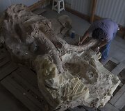 Paleontologai Meksikoje valo prie&scaron; metus rastus mamuto griaučius