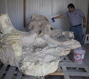 Paleontologai Meksikoje valo prie&scaron; metus rastus mamuto griaučius