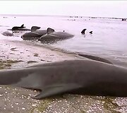 Naujojoje Zelandijoje į krantą i&scaron;mesta &scaron;imtai negyvų delfinų