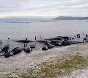 Naujojoje Zelandijoje į krantą i&scaron;mesta &scaron;imtai negyvų delfinų