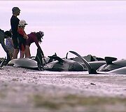 Naujojoje Zelandijoje į krantą i&scaron;mesta &scaron;imtai negyvų delfinų