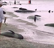 Naujojoje Zelandijoje į krantą i&scaron;mesta &scaron;imtai negyvų delfinų