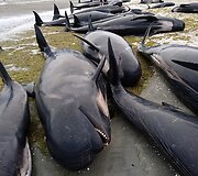 Naujojoje Zelandijoje į krantą i&scaron;mesta &scaron;imtai negyvų delfinų