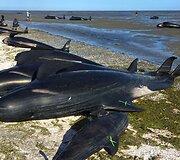 Naujojoje Zelandijoje į krantą i&scaron;mesta &scaron;imtai negyvų delfinų