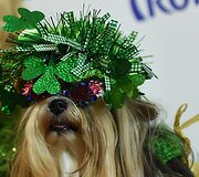 Augintinių drabužių madų &scaron;ou Niujorke