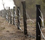Dėl sausros Kenijoje gyvulius auginančio gentys ėmė ar&scaron;iai kovoti dėl mažėjančių resursų
