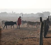 Dėl sausros Kenijoje gyvulius auginančio gentys ėmė ar&scaron;iai kovoti dėl mažėjančių resursų