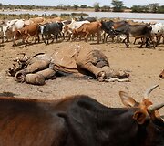 Dėl sausros Kenijoje gyvulius auginančio gentys ėmė ar&scaron;iai kovoti dėl mažėjančių resursų