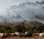 Dėl sausros Kenijoje gyvulius auginančio gentys ėmė ar&scaron;iai kovoti dėl mažėjančių resursų