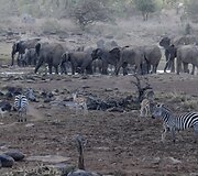 Dėl sausros Kenijoje gyvulius auginančio gentys ėmė ar&scaron;iai kovoti dėl mažėjančių resursų