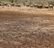 Dėl sausros Kenijoje gyvulius auginančio gentys ėmė ar&scaron;iai kovoti dėl mažėjančių resursų