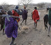 Dėl sausros Kenijoje gyvulius auginančio gentys ėmė ar&scaron;iai kovoti dėl mažėjančių resursų