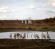 Brazilijos Kampina Grande do Sulio miestą kankina sausra