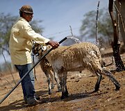 Brazilijos Kampina Grande do Sulio miestą kankina sausra