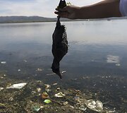 Inkų kadaise garbintas Titikakos ežeras &ndash; užter&scaron;tas &scaron;iuk&scaron;lėmis ir sunkiaisiais metalais