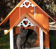 Kačių mylėtojas Floridoje savo priglaustoms 500 kačių pastatė visą miestą
