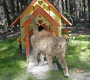 Kačių mylėtojas Floridoje savo priglaustoms 500 kačių pastatė visą miestą