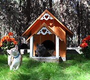 Kačių mylėtojas Floridoje savo priglaustoms 500 kačių pastatė visą miestą