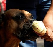 Meksikos kar&scaron;čius &scaron;unims padeda i&scaron;tverti specialiai jiems gaminami ledai